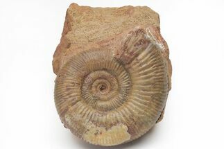 Jurassic Ammonite (Parkinsonia) Fossil - Sengenthal, Germany #211139