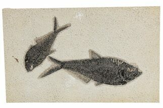 Double Fossil Fish (Diplomystus) Plate - Wyoming #211230
