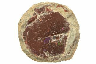 Ethiopian Chocolate Opal Nodule - Yita Ridge #211284