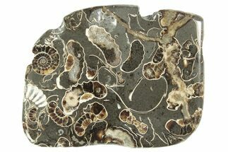 Polished Ammonite (Promicroceras) Slice - Marston Magna Marble #211310