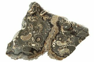 Polished Ammonite (Promicroceras) Slice - Marston Magna Marble #211316