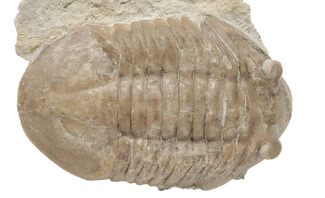 D Asaphus Plautini Trilobite Fossil - Russia #200409