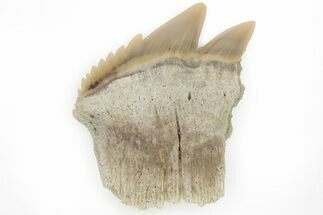 Partial, Fossil Cow Shark (Notorhynchus) Tooth - Aurora, NC #184431