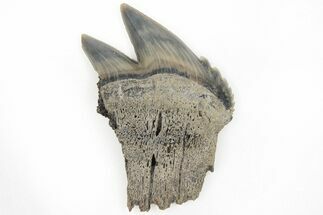 Partial, Fossil Cow Shark (Notorhynchus) Tooth - Aurora, NC #184435