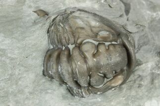 Wide, Enrolled Flexicalymene Trilobite In Shale - Mt Orab, Ohio #211568