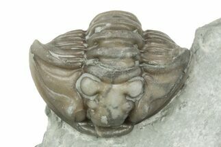 Partially Enrolled Flexicalymene Trilobite - Ohio #211570