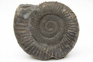 Ammonite (Dactylioceras) Fossil - England #211629