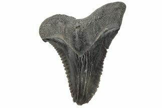 Bargain, Snaggletooth Shark (Hemipristis) Tooth #211652