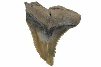 Snaggletooth Shark (Hemipristis) Tooth - South Carolina #211674