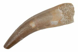 Fossil Plesiosaur (Zarafasaura) Tooth - Morocco #211428