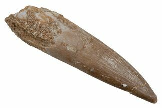Fossil Plesiosaur (Zarafasaura) Tooth - Morocco #211438