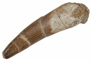 Fossil Plesiosaur (Zarafasaura) Tooth - Morocco #211465