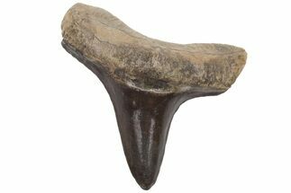 Cretaceous Ginsu Shark (Cretoxyrhina) Tooth - Kansas #211744