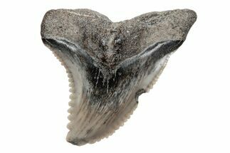Snaggletooth Shark (Hemipristis) Tooth - South Carolina #211587