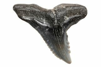 Snaggletooth Shark (Hemipristis) Tooth - South Carolina #211597