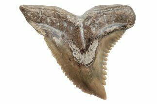 Snaggletooth Shark (Hemipristis) Tooth - South Carolina #211603