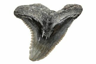 Snaggletooth Shark (Hemipristis) Tooth - South Carolina #211608