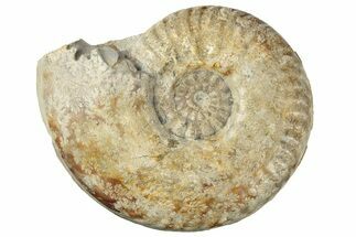 Jurassic Ammonite (Breydia) Fossil - Dorset, England #211760