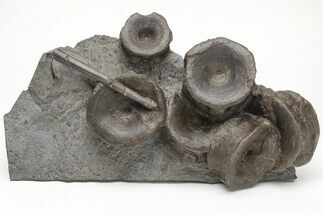 Fossil Belemnite and Ichthyosaur Vertebrae - Germany #211926