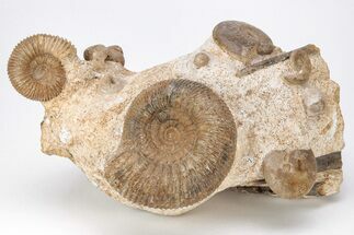 Fossil Ammonite, Bivalve, and Belemnite Association - England #211929