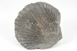 Jurassic Bivalve (Pseudopecten) Fossil - England #211924