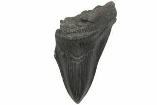 Partial, Fossil Megalodon Tooth - Serrated Blade #210807