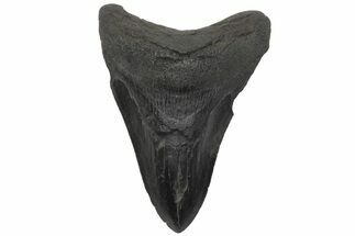 Serrated, Fossil Megalodon Tooth - South Carolina #210761