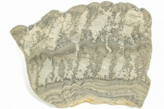 Triassic Aged Stromatolite Fossil - England #211710