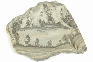 Triassic Aged Stromatolite Fossil - England #211711
