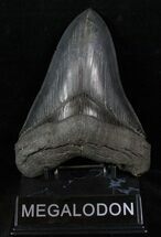 Fossil Megalodon Tooth - Sharp #13076