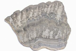 Triassic Aged Stromatolite Fossil - England #211718