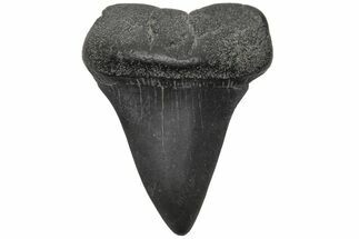 Fossil Broad-Toothed Mako Tooth - South Carolina #212039