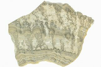 Triassic Aged Stromatolite Fossil - England #211725