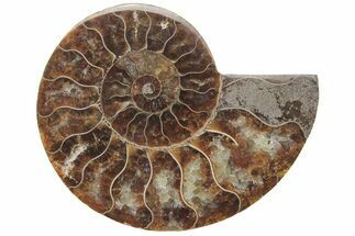 Cut & Polished Ammonite Fossil (Half) - Madagascar #208670
