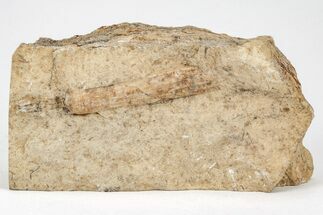 Ordovician Fossil Cephalopod (Kionoceras) - Illinois #212065