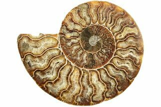 Cut & Polished Ammonite Fossil (Half) - Madagascar #208644