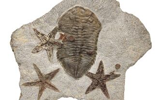 Dalmanitid (Eudolalites) Trilobite With Four Fossil Starfish #212377