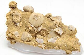 Miniature Fossil Cluster (Ammonites, Brachiopods) - France #212442