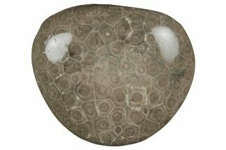 Polished Petoskey Stone (Fossil Coral) - Michigan #212189