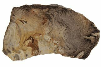 Polished Oligocene Petrified Wood (Pinus) - Australia #212459