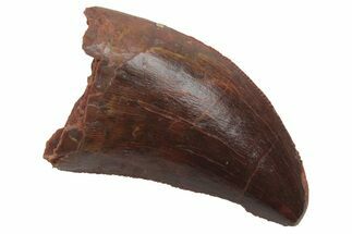 Serrated, Carcharodontosaurus Tooth - Morocco #212503