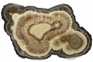 Polished Baryte and Marcasite - Lubin Mine, Poland #212781