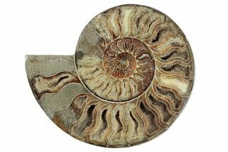 Cut & Polished Ammonite Fossil (Half) - Madagascar #213029