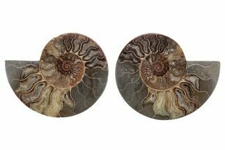 Cut & Polished, Agatized Ammonite Fossil - Madagascar #212887