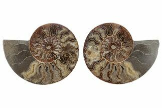 Cut & Polished, Agatized Ammonite Fossil - Madagascar #212888