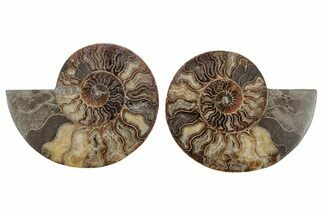 Cut & Polished, Agatized Ammonite Fossil - Madagascar #212889
