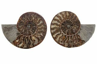 Cut & Polished, Agatized Ammonite Fossil - Madagascar #212890