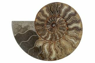 Cut & Polished Ammonite Fossil (Half) - Madagascar #212909