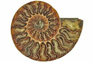 Cut & Polished Ammonite Fossil (Half) - Madagascar #212873