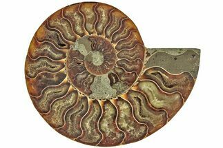 Cut & Polished Ammonite Fossil (Half) - Madagascar #212876